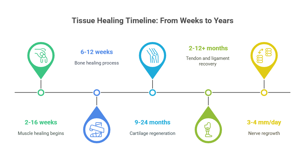 Stages of the Tissue Regeneration Process Waters Edge Medical Clinic Stages of the Tissue Regeneration Process